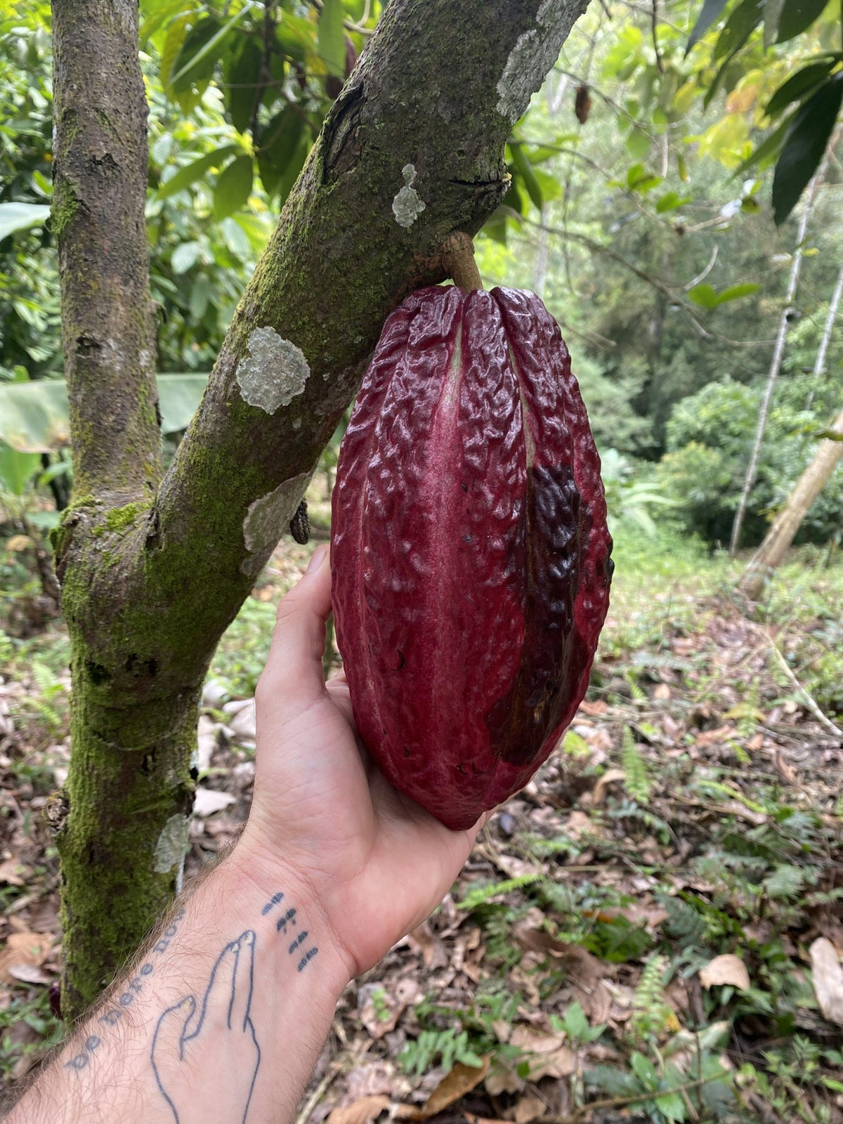 A ripe red cacao pod on the tree, held in a hand